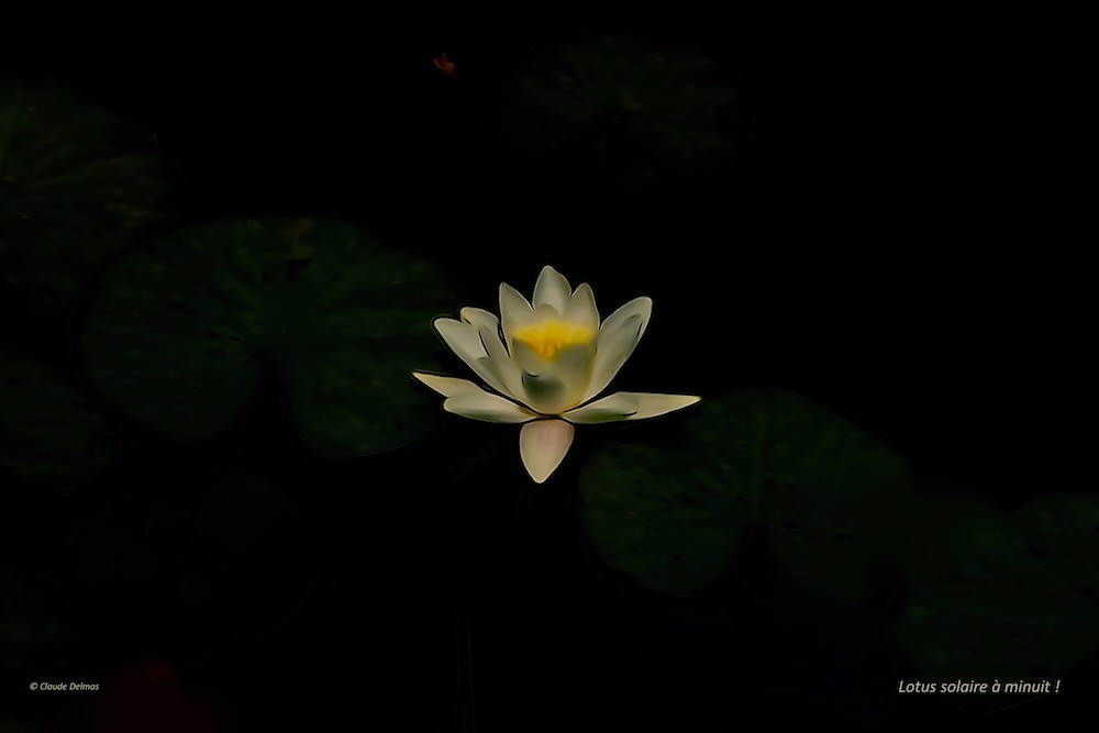 K6287732nt-Lotus solaire à minuit !