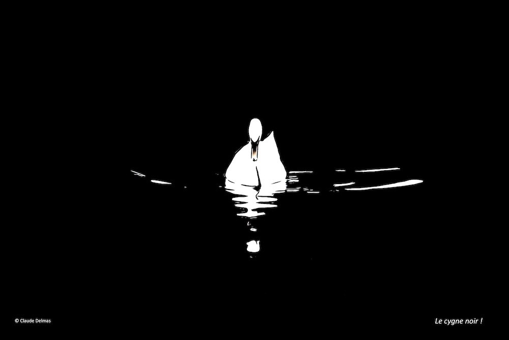 K6297762t-Le cygne noir