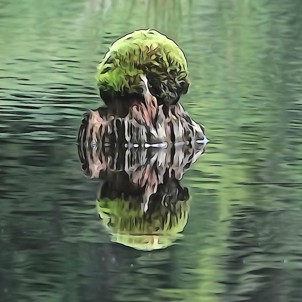 K7059317-Insolite