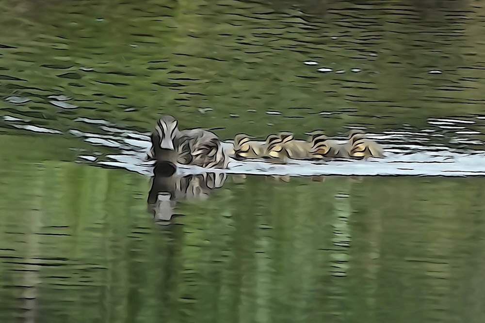 K7059524-Promenade en famille