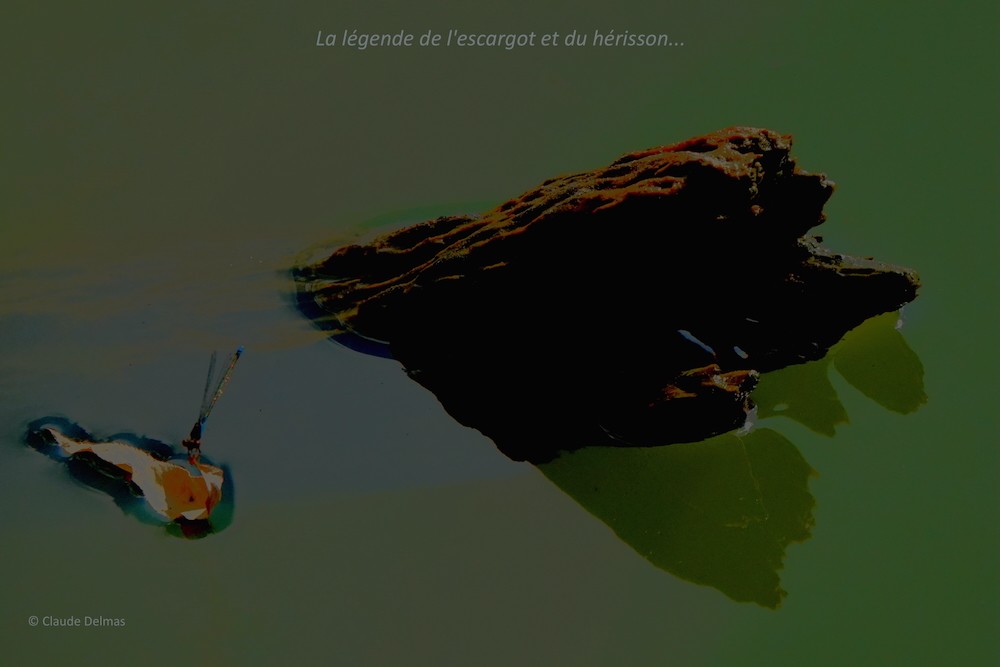 M8139217t-La légende de l'escargot et du hérisson...