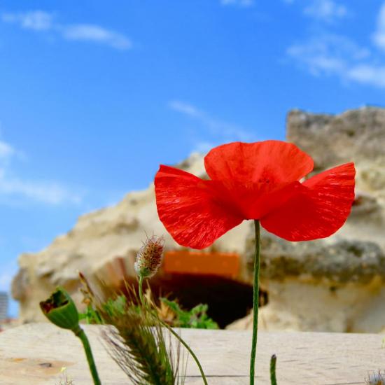 Le p'tit coquelicot du MuCEM !